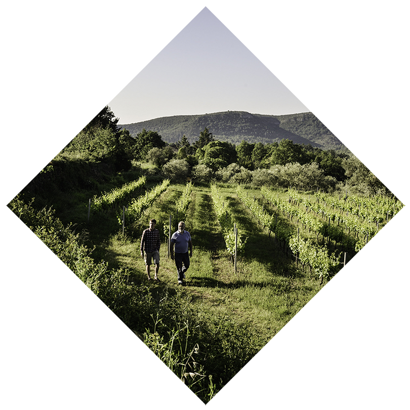 Mas de Bagnols - Louis de Moerloose et Pierre Mollier dans les vignes du domaine
